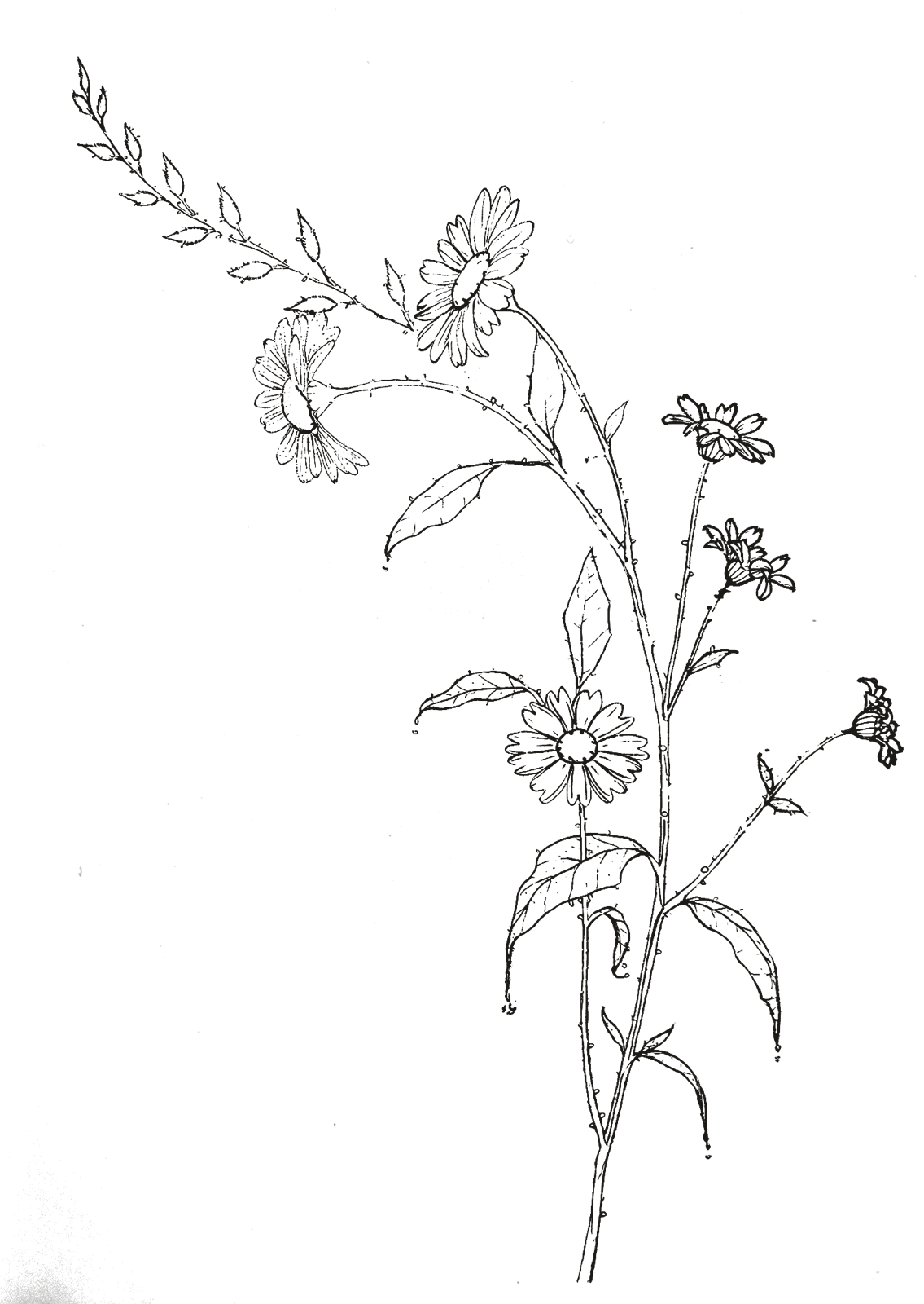 Zweig-Motiv